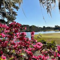 Pink azaleas by lake under Spanish moss